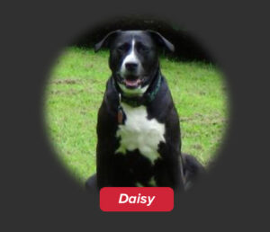 daisy 2