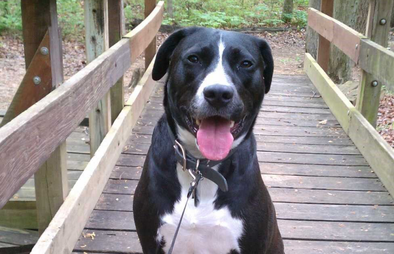 Are Pit Bulls Protective Dogs?
