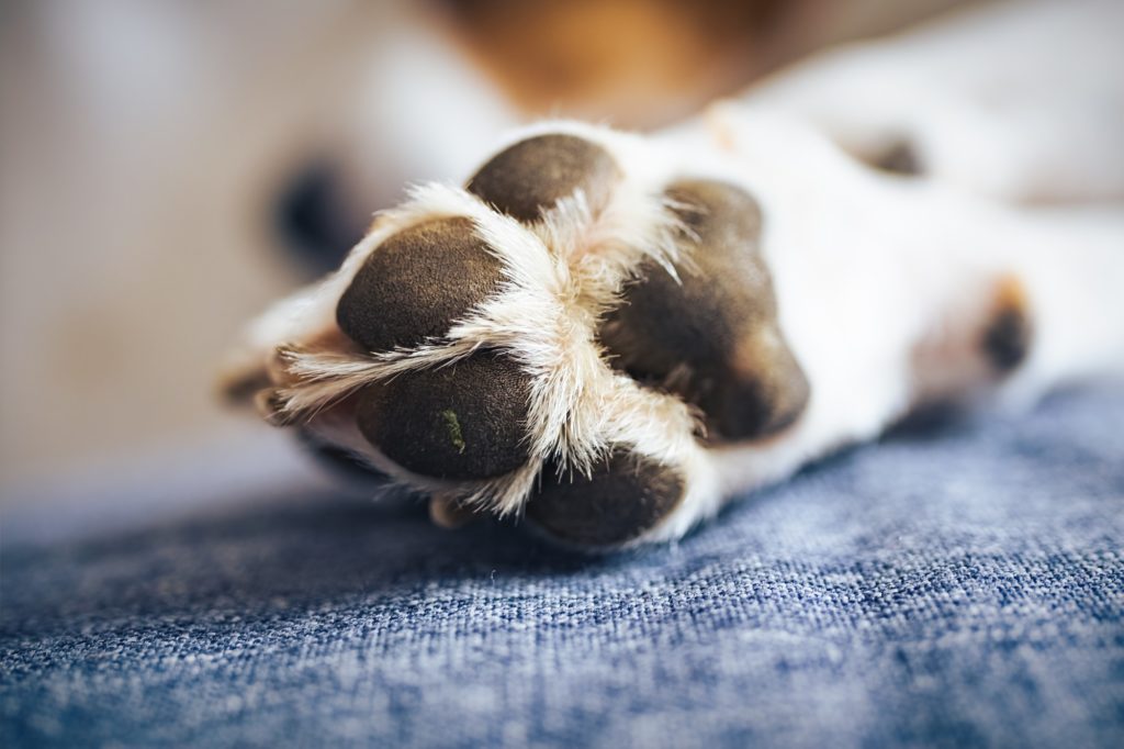 Macro shoot of beagle dog paw feet and nails