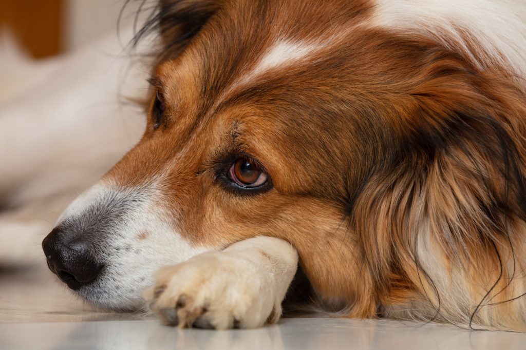 Sad dog. Cute white brown dog of a greek sheperd breed, laying on the floor