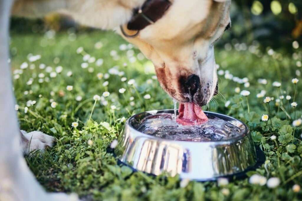 Keep your dog hydrated