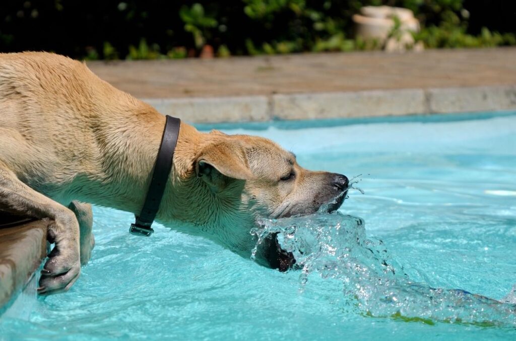keep your dog hydrated