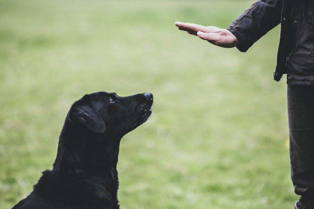 dog trainers and K9 Handlers