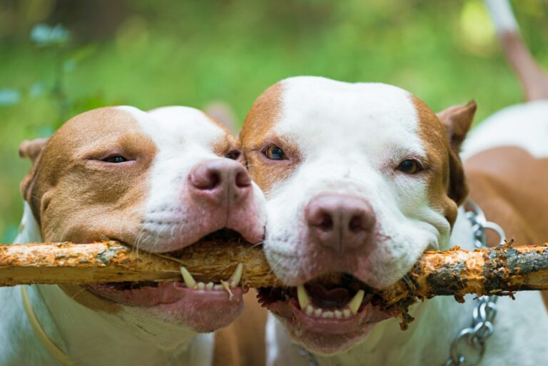 What is Breed Specific Legislation?