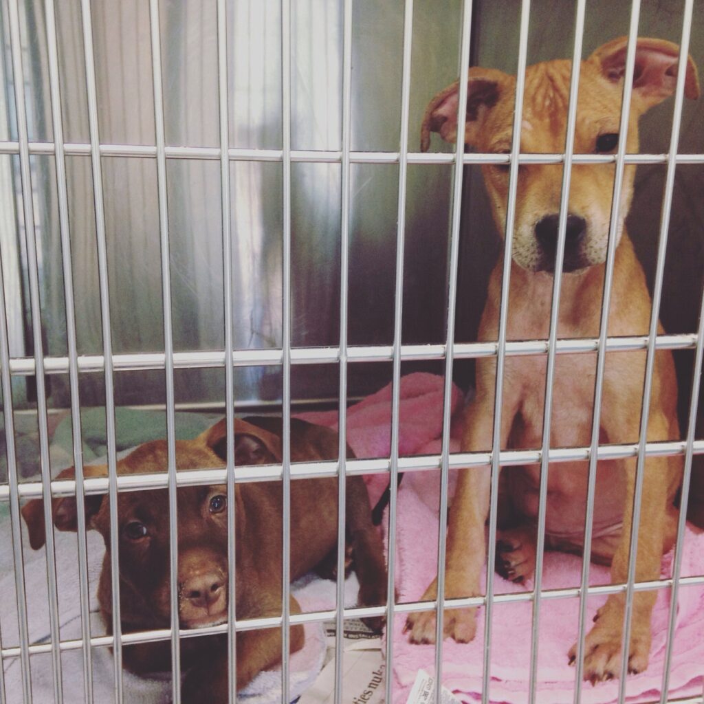 Cute puppies in a kennel at an animal shelter