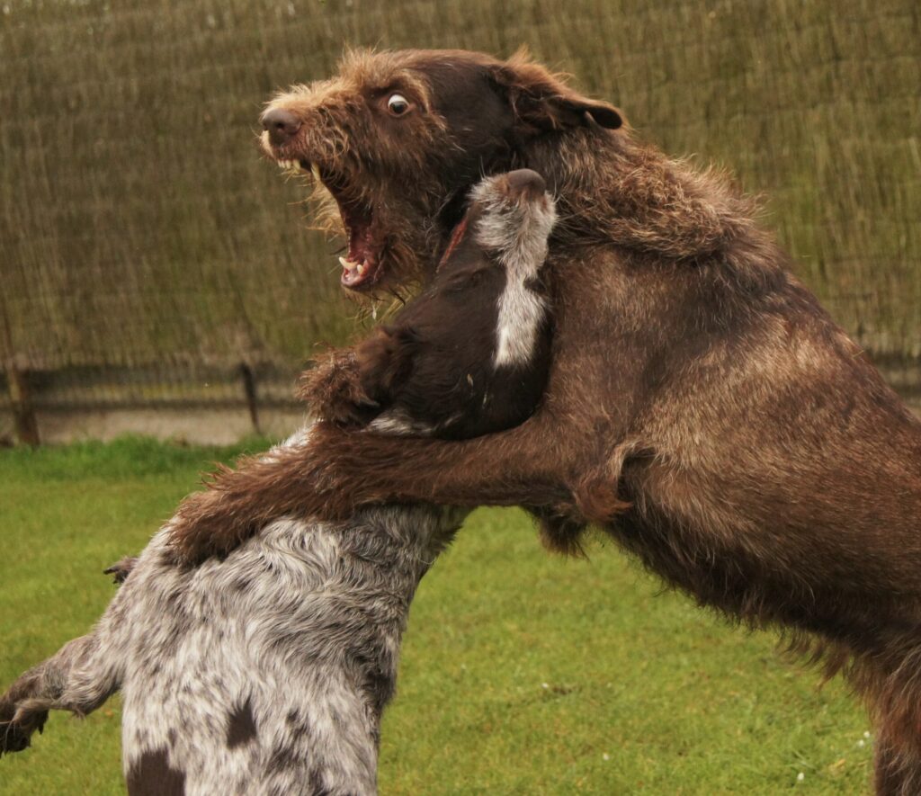 Two dogs playing and making it look like a fight