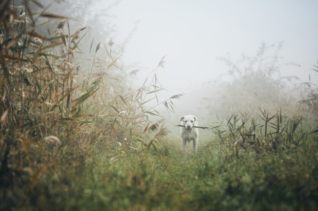 dog and animal sacrifices