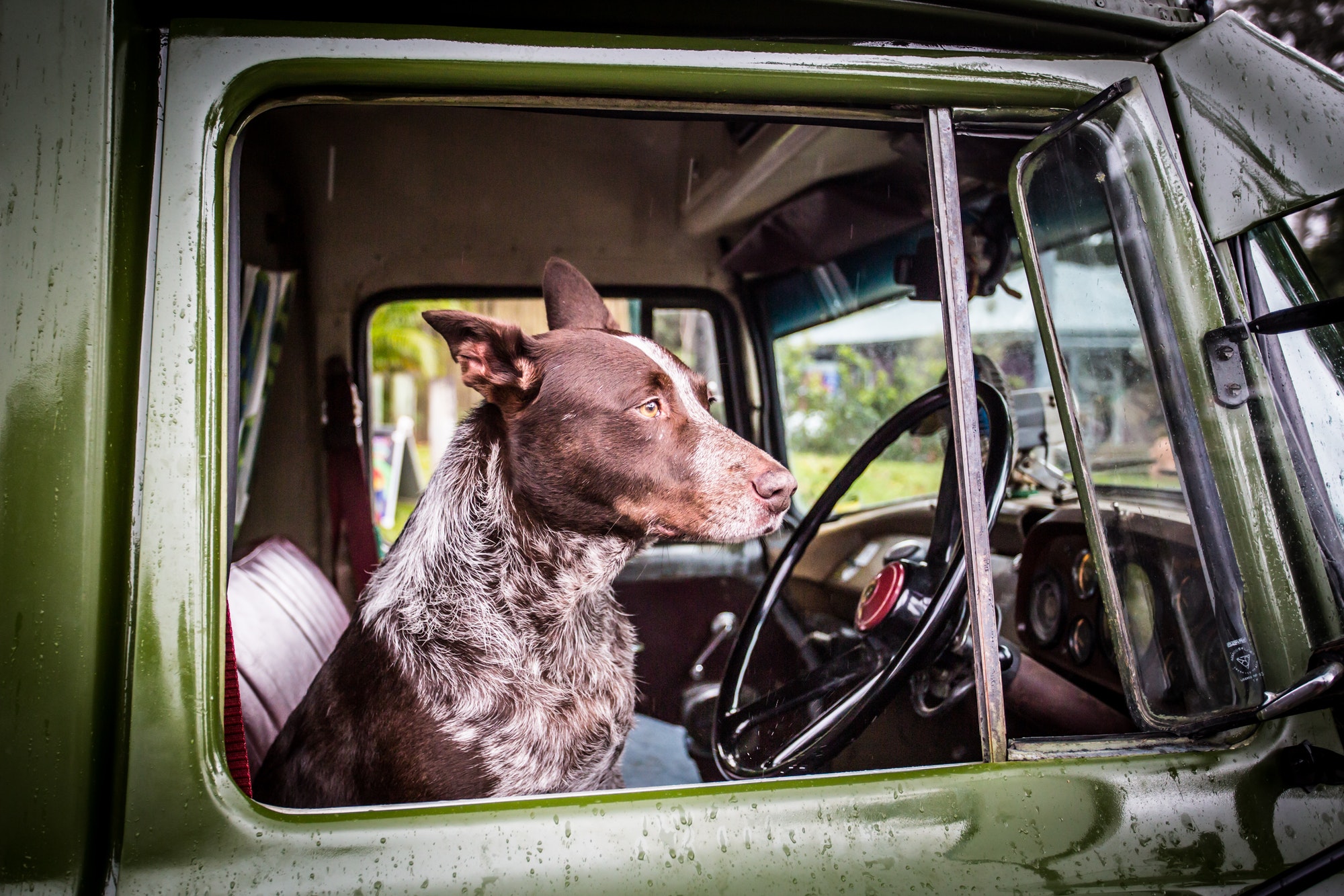 Australian Kelpie Dog