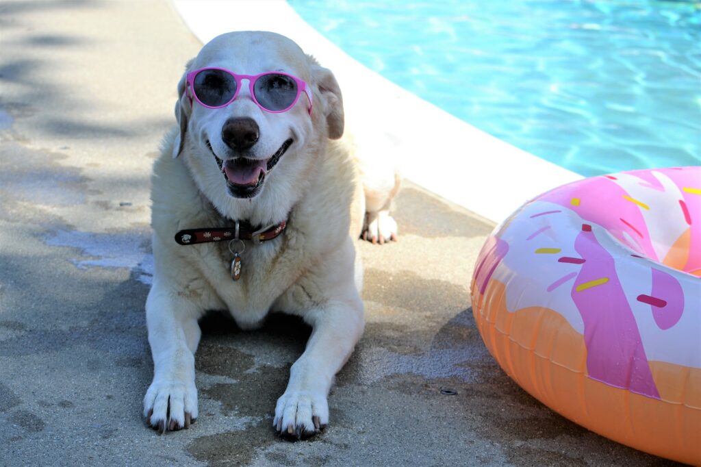 keep your dog cool