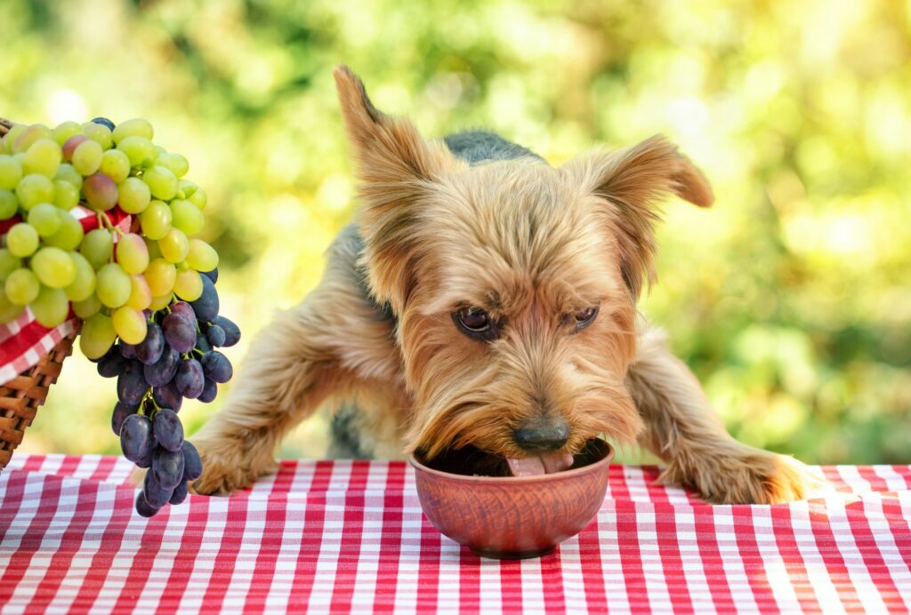 food your dog shouldn't eat 

