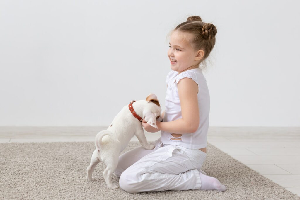 Pets and animal concept - Child girl playing with puppy Jack Russell Terrier