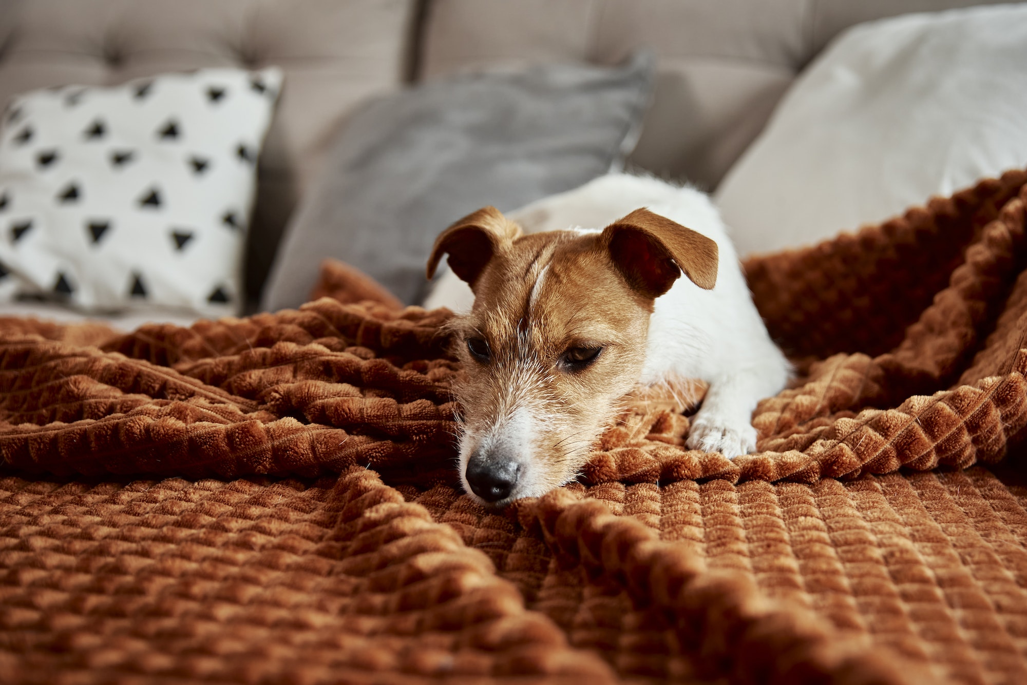 Tips for Leaving Your Dog Home Alone