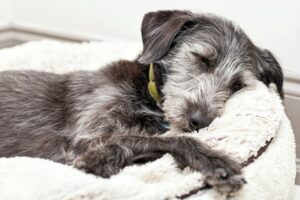 Terrier Dog Sleeping on Dog Bed