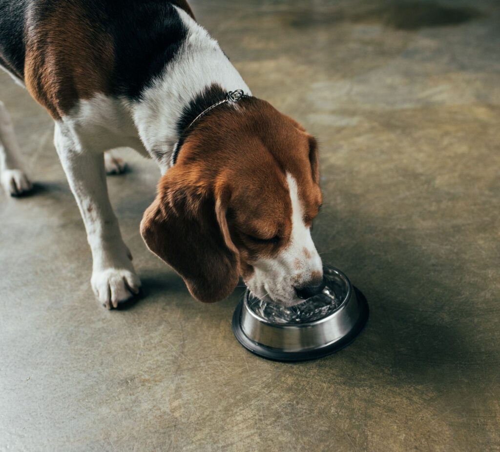 adorable beagle dog drinking water from bowl