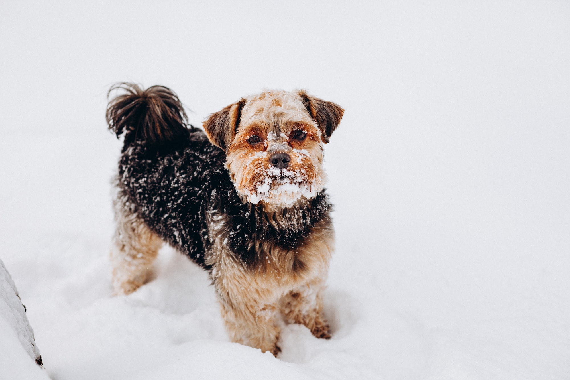 How to Care for Your Dog During Winter