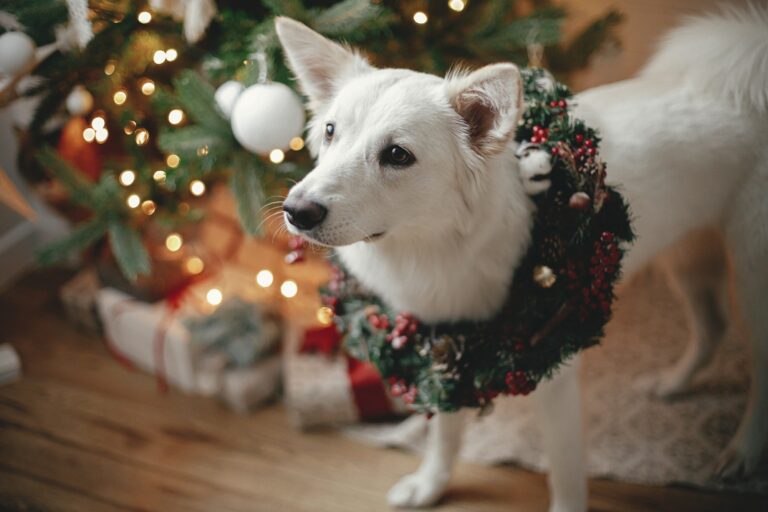 Should You Gift a Dog For Christmas?