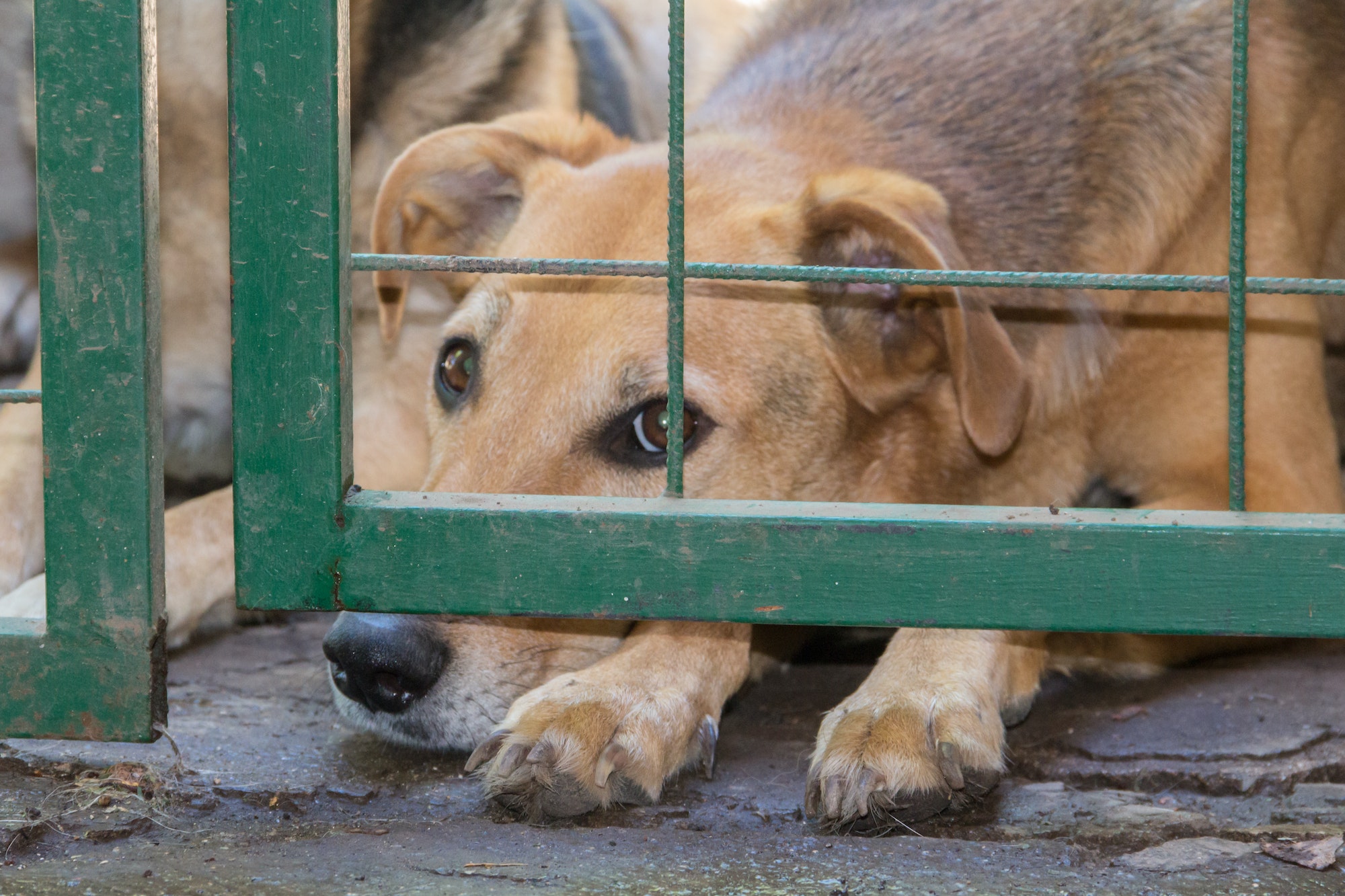 How To Report Animal Cruelty in Your Community