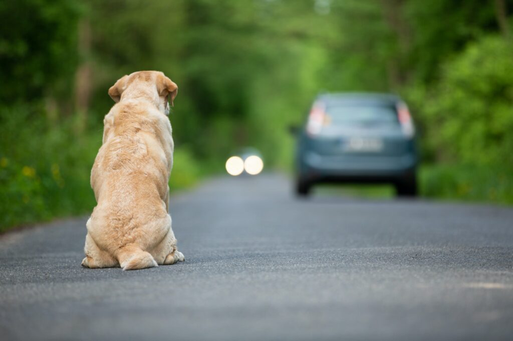 pet abandonment
