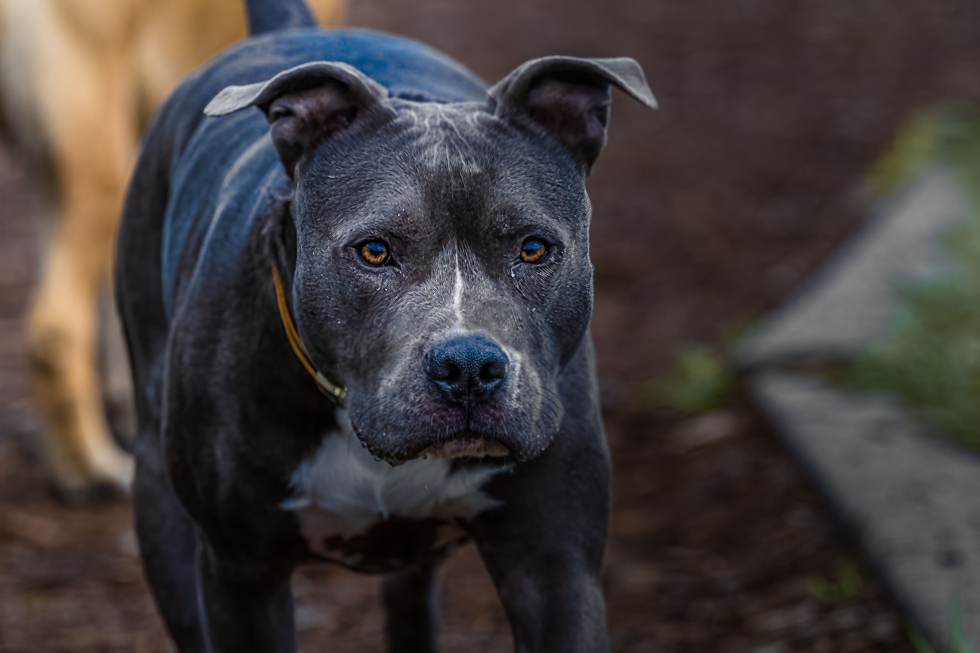 Working to end Breed-Specific Legislation (BSL)