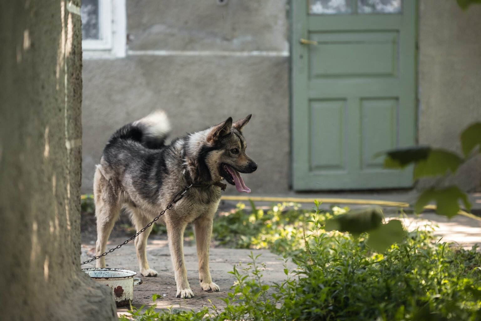 Animal Cruelty Laws in Virginia Wounded Paw Project