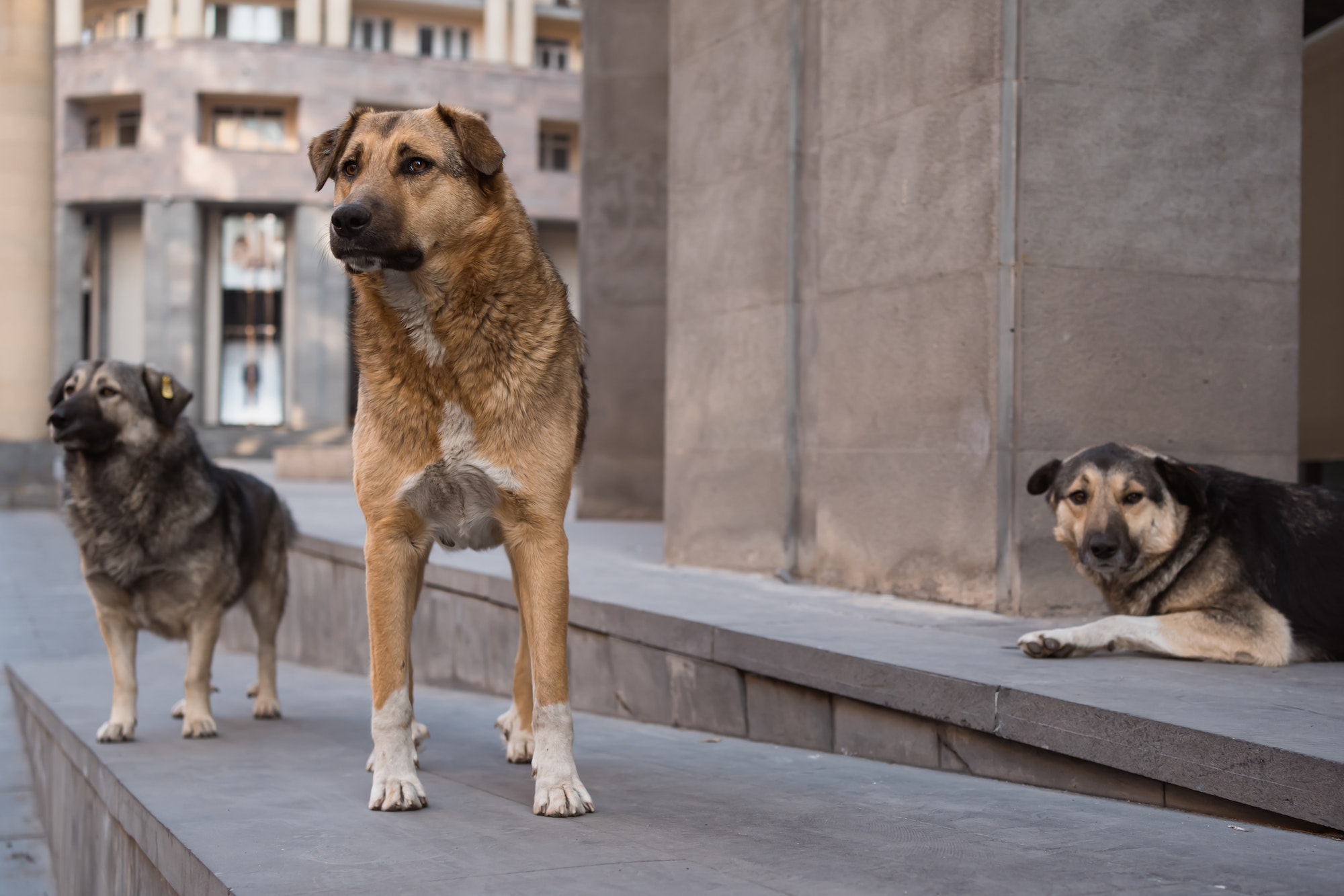 animal-cruelty-laws-in-virginia-wounded-paw-project