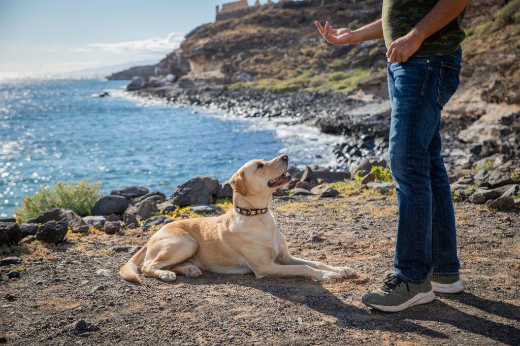 training a rescue dog