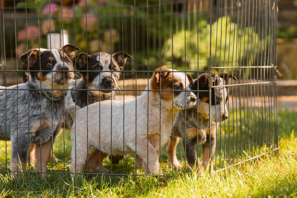 Socializing your rescue dog