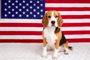 Beagle dog on the background of the American flag. 4 July Independence Day.