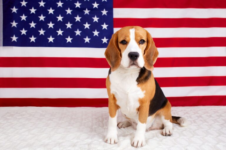 Beagle dog on the background of the American flag. 4 July Independence Day.