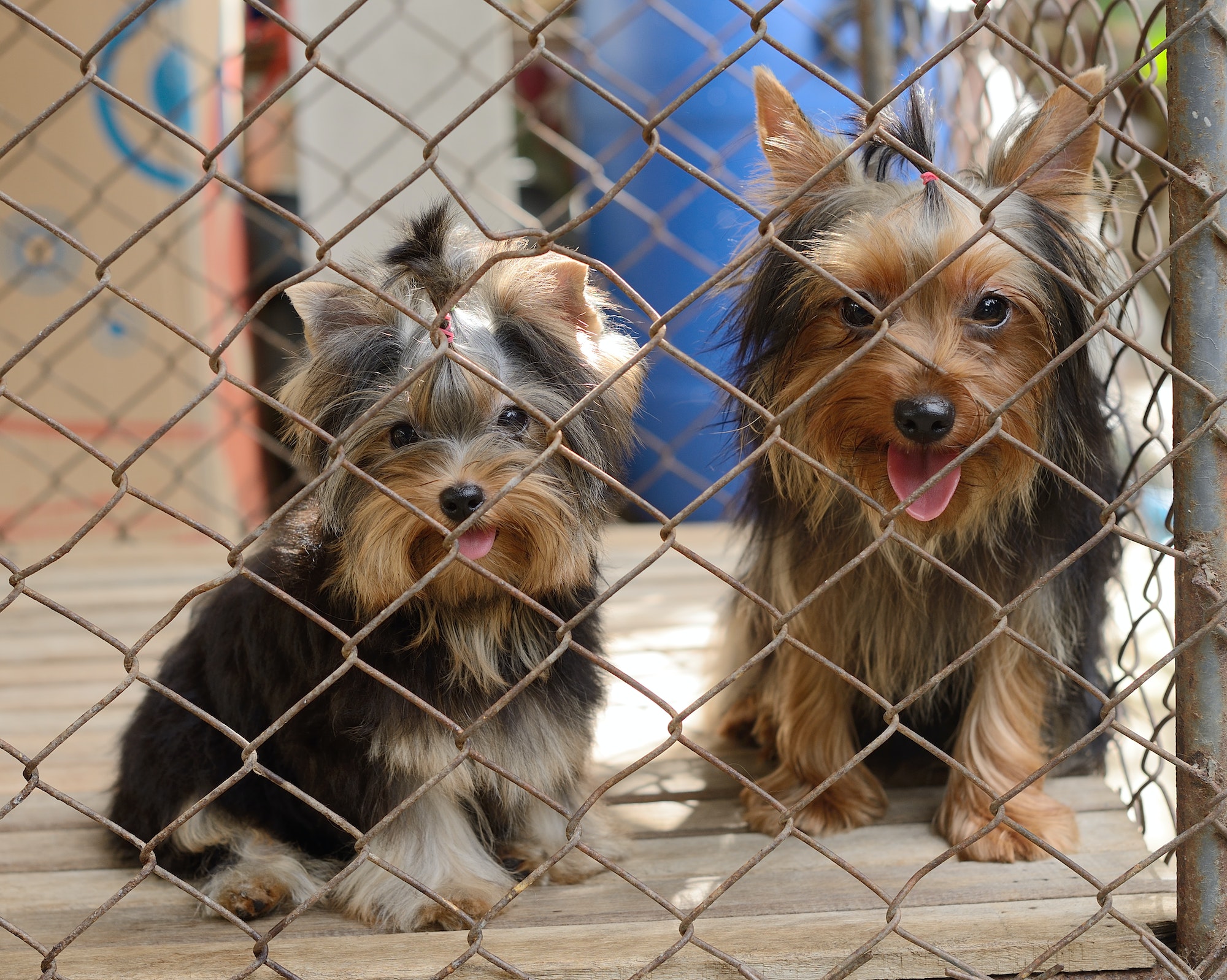 should puppy mills be illegal