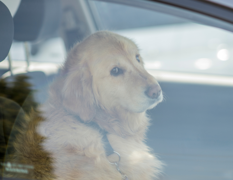 Leaving Dogs in Hot Cars