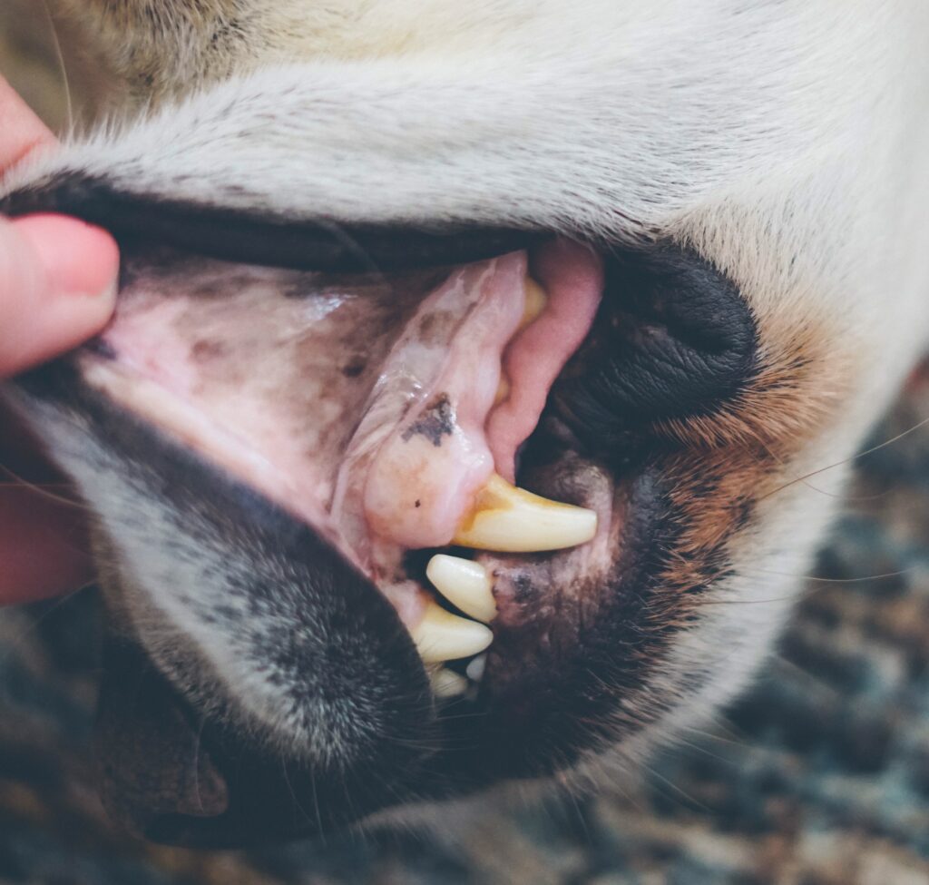 Closeup of pale gums in the mouth of an older dog