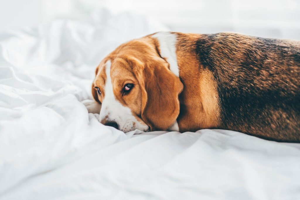 Cute beagle dog lying on bed.
