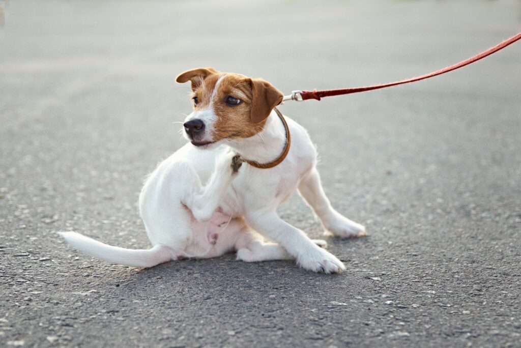 Owner walking jack russell terrier dog outside. Dog scratches fleas on the street