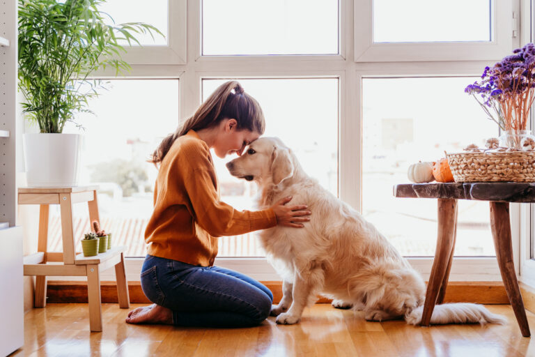 How to Foster a Therapy Dog