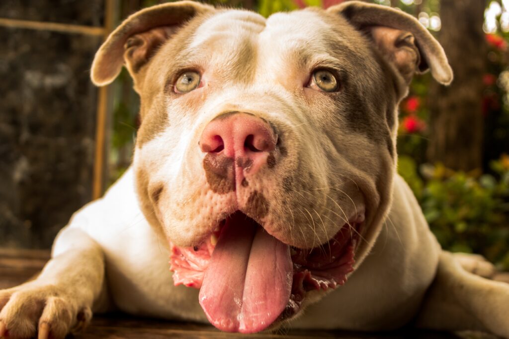 Closeup shot of a pit bull terrier face