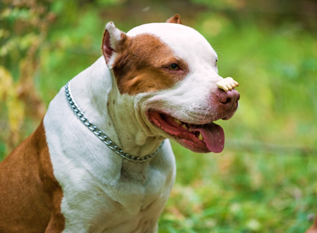 Pit bull terrier with cookie on nose