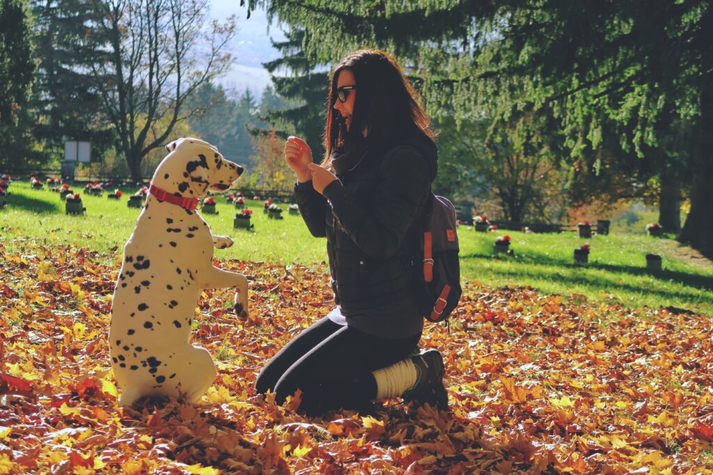 Women with the dalmatian dog, training, autumn day, sunny day