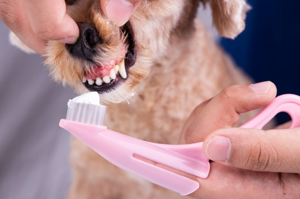 Vet brushing pet dog teeth coated with plaque with toothpaste