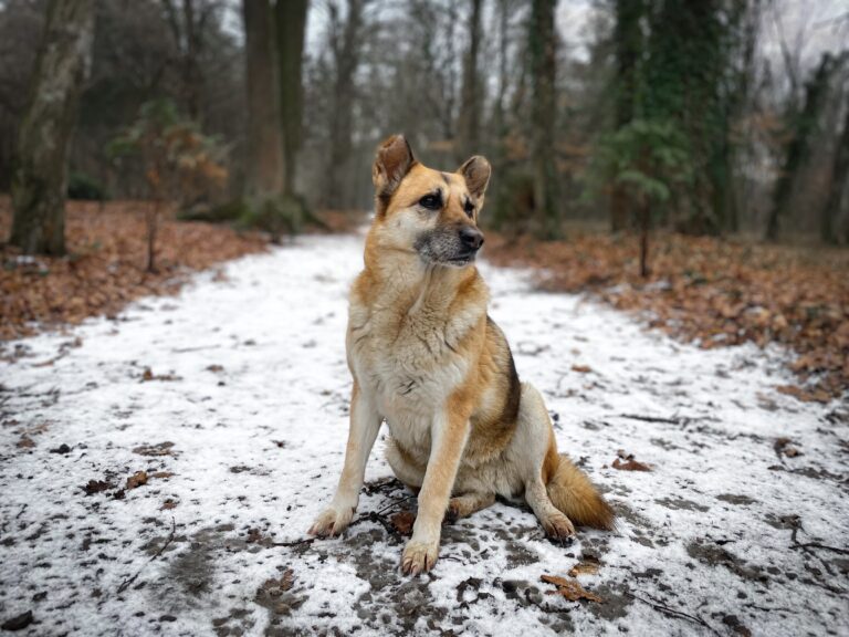 Tips for Keeping Your Dog Warm on Winter Walks