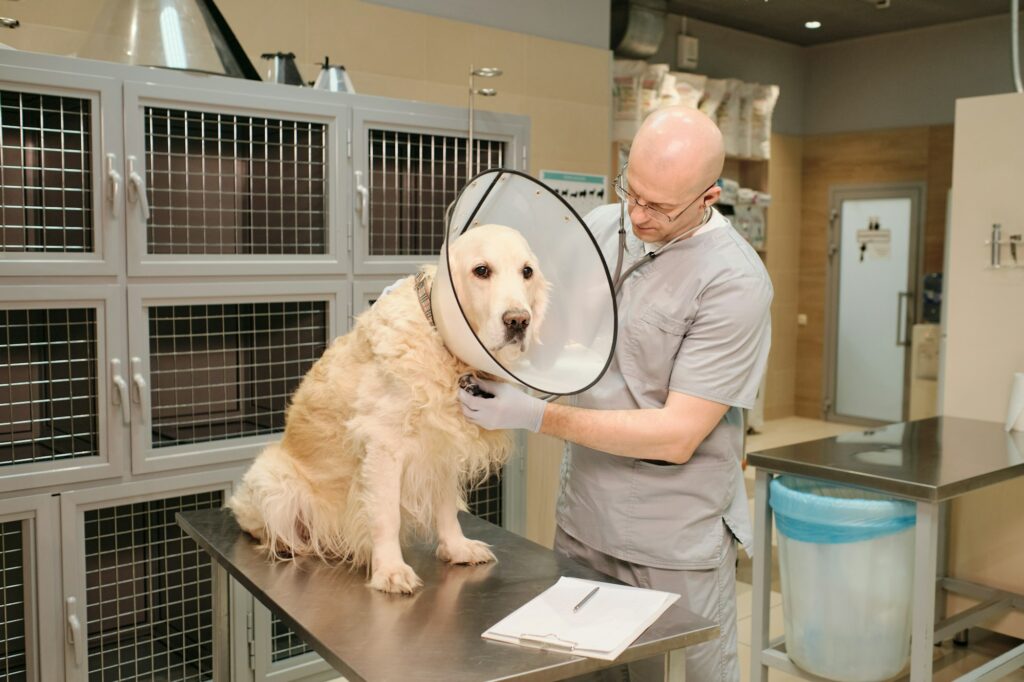 The vet examining the dog