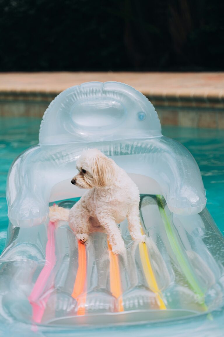 Health Tips for Dogs During the Summer Heat 
