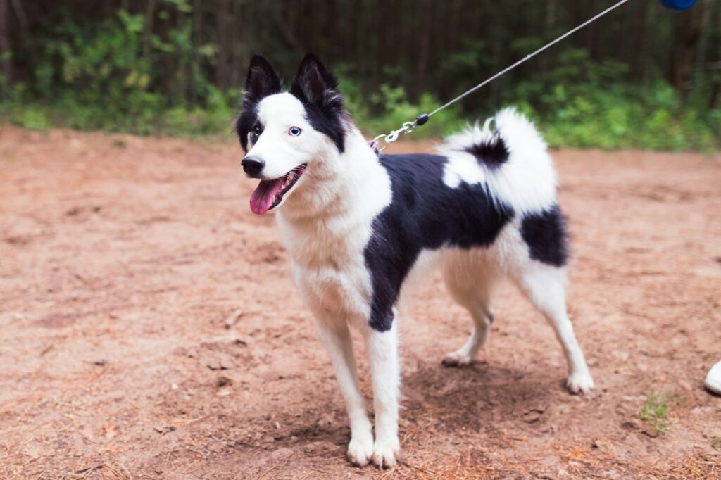 potty training rescue dogs
