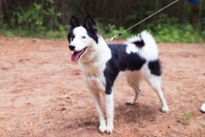 laika dog on leash