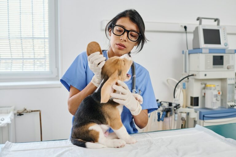 vet care for your dog
