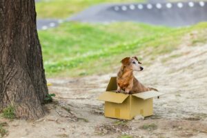 abandoned dogs