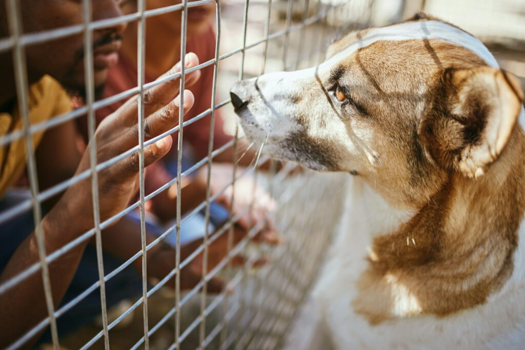 abandoned dogs
