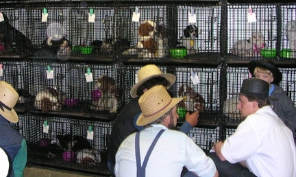 Amish Among Worst Inhumane Puppy Mill Offenders