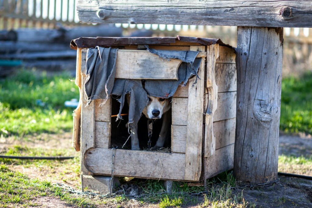 animal abuse in maryland
