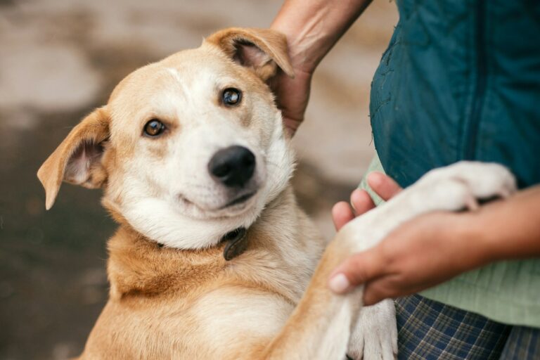 adopting a dog from a shelter